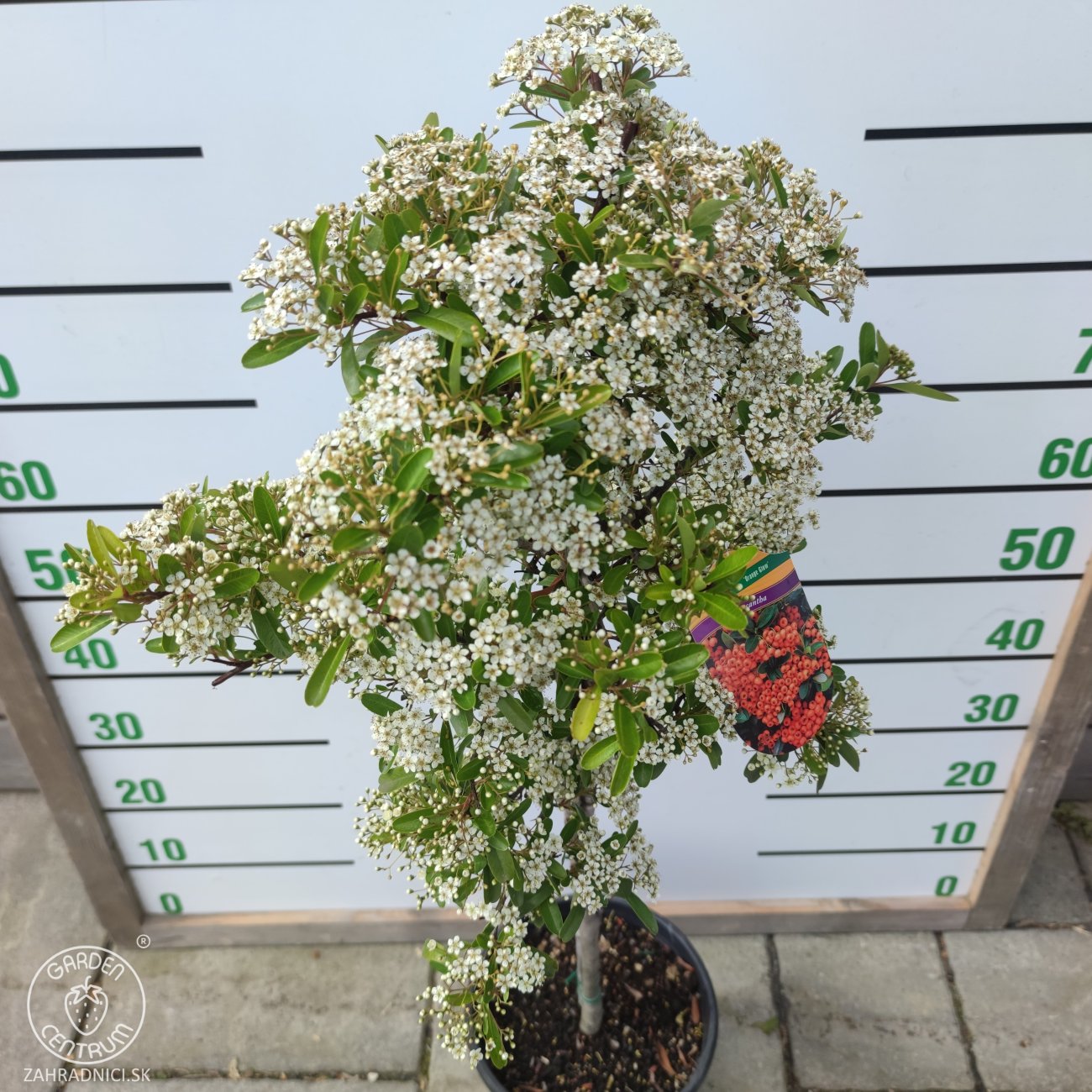 Obrázok Hlohyňa šarlátová (Pyracantha) ´VENTOUX RED´ - výška 70-90 cm, kont. C7L - NA KMIENKU